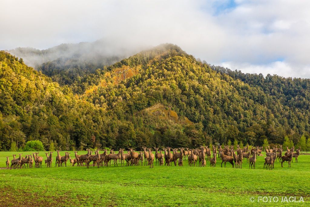 Hirsche und Rehe in der N�he von Murchinson
Neuseeland (S�dinsel)