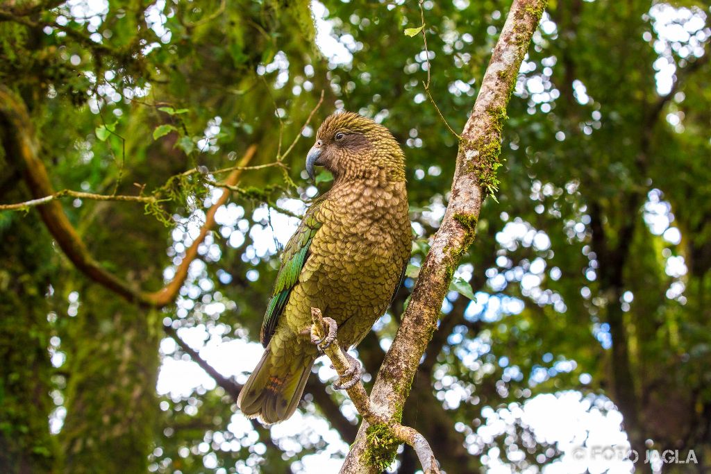 Ein Kea zwischen Te Anau und Milford Sound
Vorsicht vor den olivgr�nen Bergpapageien
Neuseeland (S�dinsel)