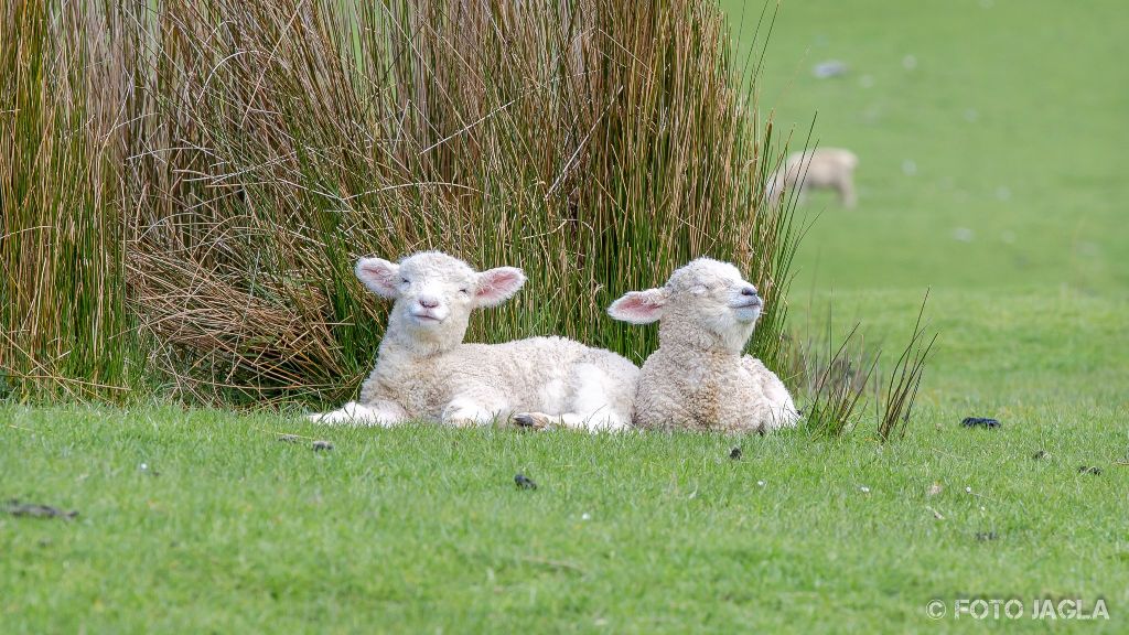 L�mmer schlafen in der Sonne
Neuseeland (S�dinsel)