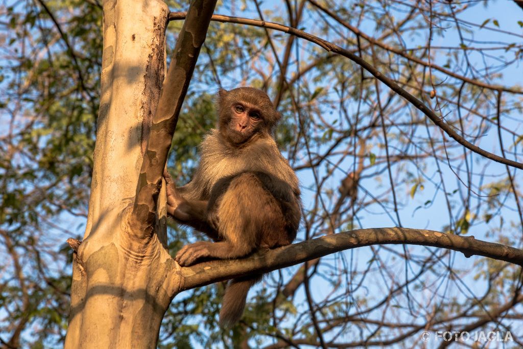 China - Guilin
Affen im Seven Star Park