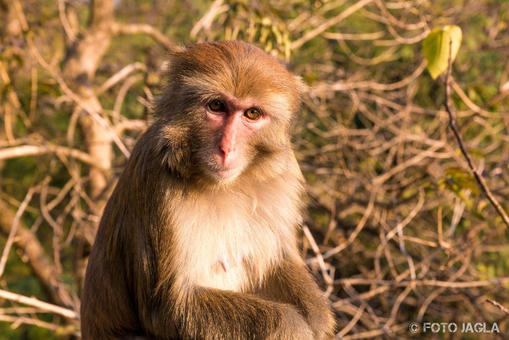 China - Guilin
Affen im Seven Star Park