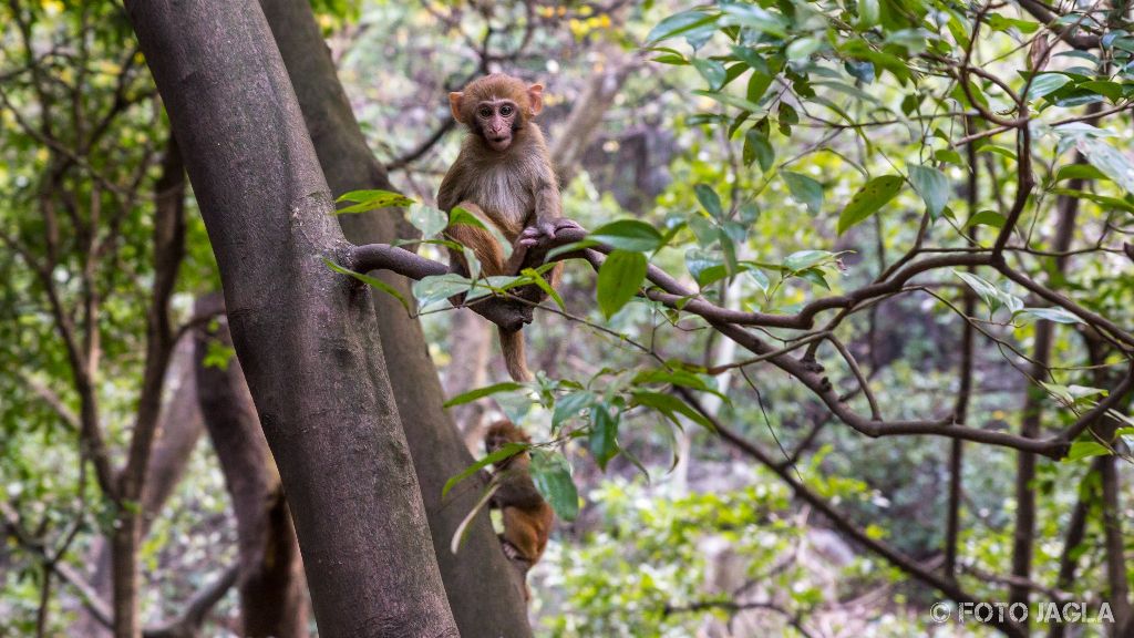China - Guilin
Affen im Seven Star Park
