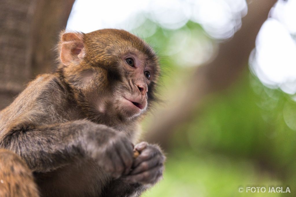 China - Guilin
Affen im Seven Star Park