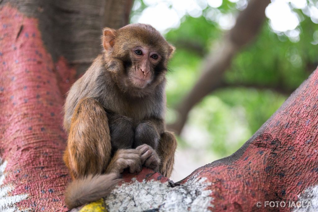 China - Guilin
Affen im Seven Star Park