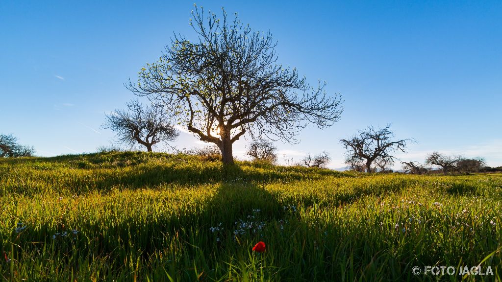 Mallorca
Irgendwo zwischen Port de Pollen�a und Ca'n Picafort
