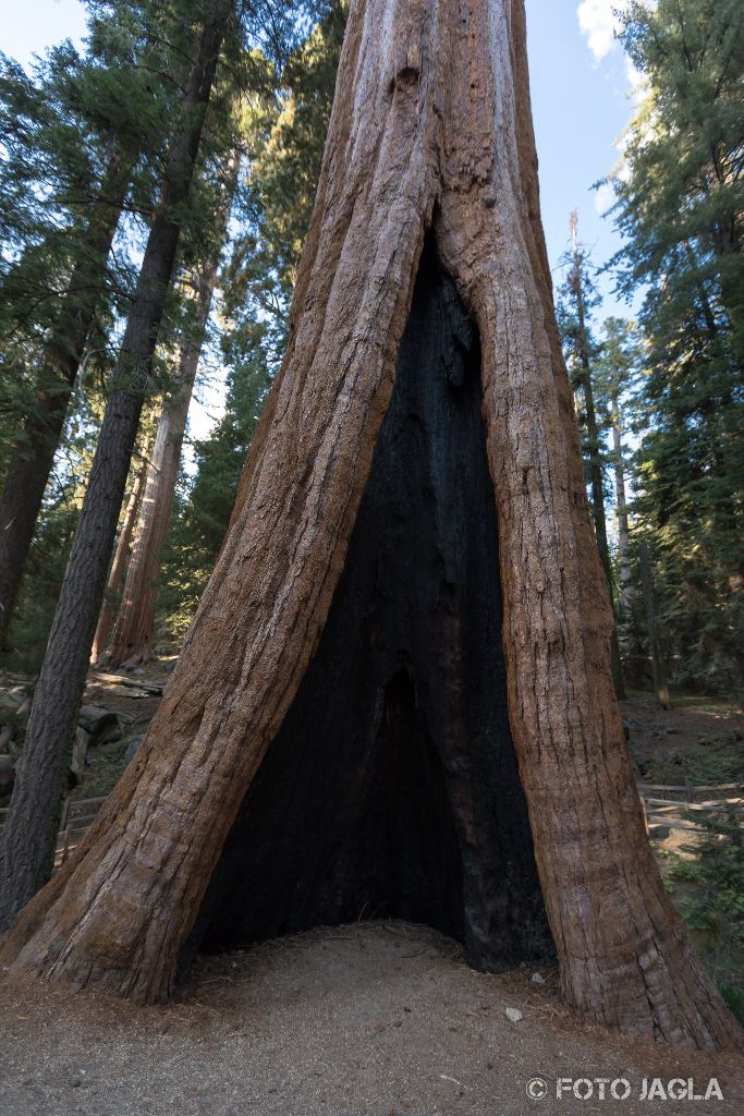 Kalifornien - September 2018
The General Grant Tree
Grant Grove - Kings Canyon National Park