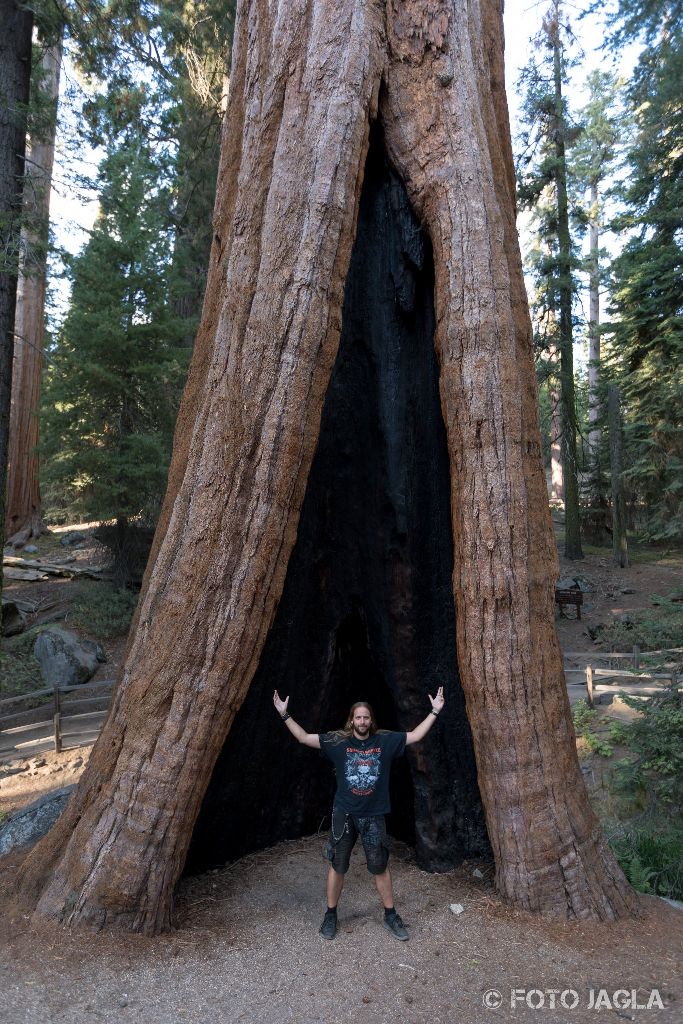 Kalifornien - September 2018
The General Grant Tree
Grant Grove - Kings Canyon National Park