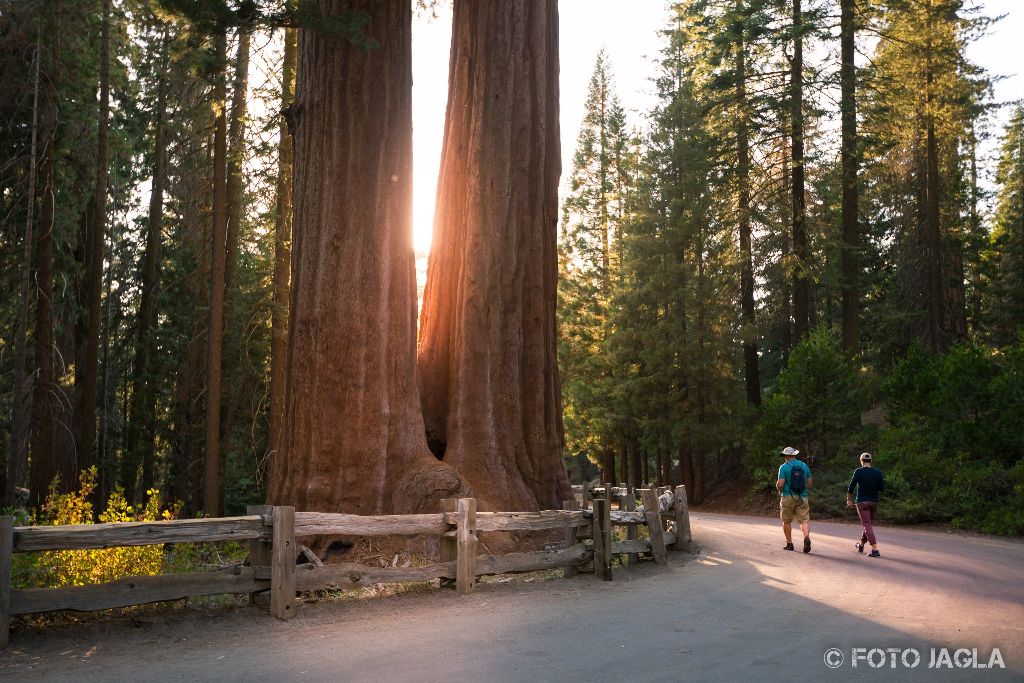 Kalifornien - September 2018
The General Grant Tree
Grant Grove - Kings Canyon National Park