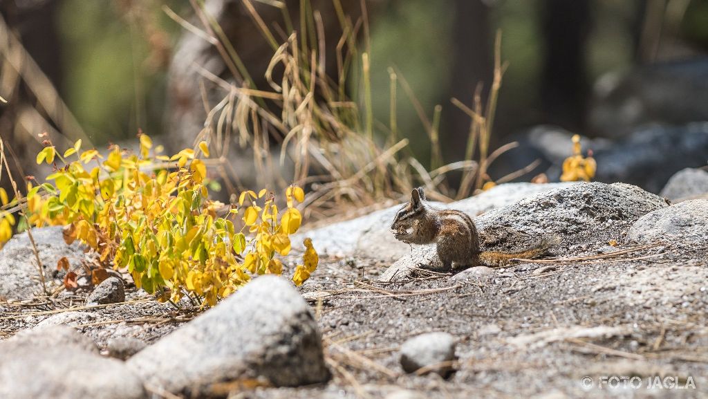 Kalifornien - September 2018
Streifenh�rnchen bei einer Wanderung entlang des Marble Fork Kaweah Rivers
Sequoia National Park - Lodgepole Campground