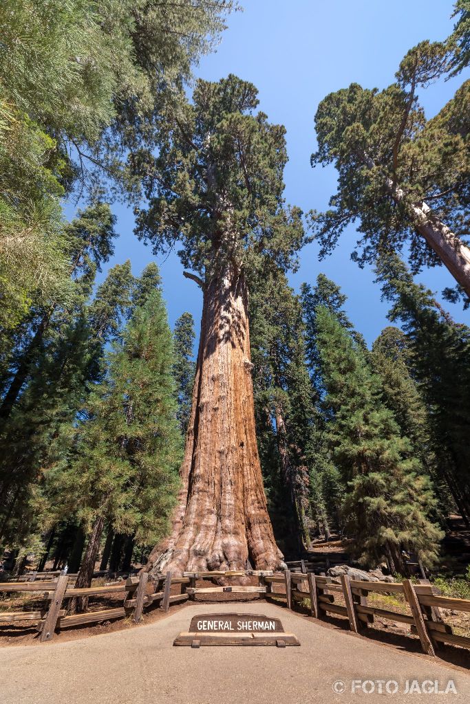 Kalifornien - September 2018
General Sherman Tree - Der volumin�seste lebende Baum der Erde
Sequoia National Park - Tulare Country