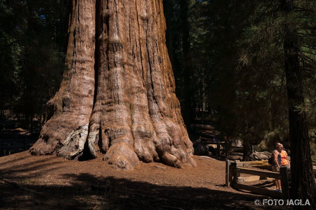 Kalifornien - September 2018
General Sherman Tree - Der volumin�seste lebende Baum der Erde
Sequoia National Park - Tulare Country