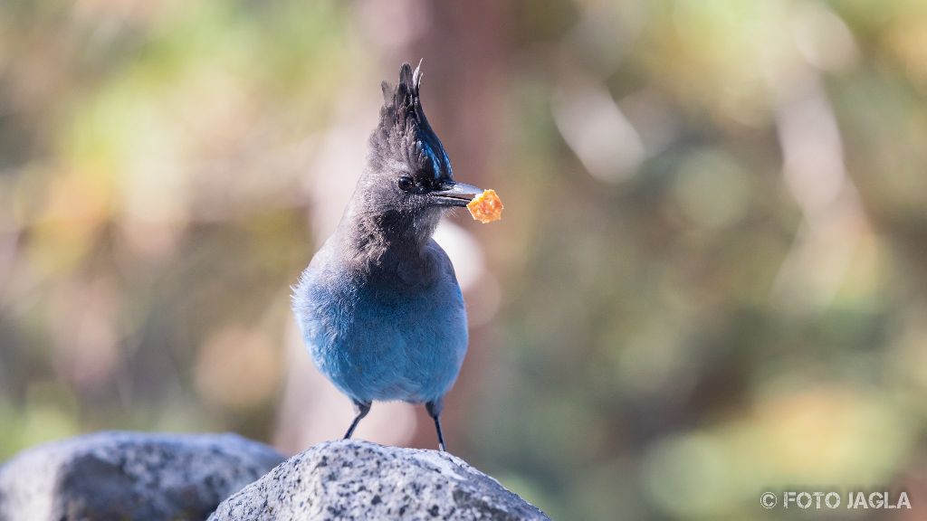 Kalifornien - September 2018
Singvogel Diademh�her
Sequoia National Park - Three Rivers
