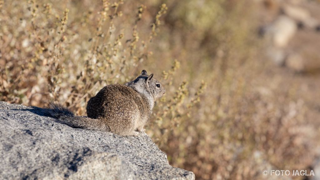 Kalifornien - September 2018
Kalifornisches Ziesel am Glacier Point
Yosemite National Park - Yosemite Valley, Mariposa Country