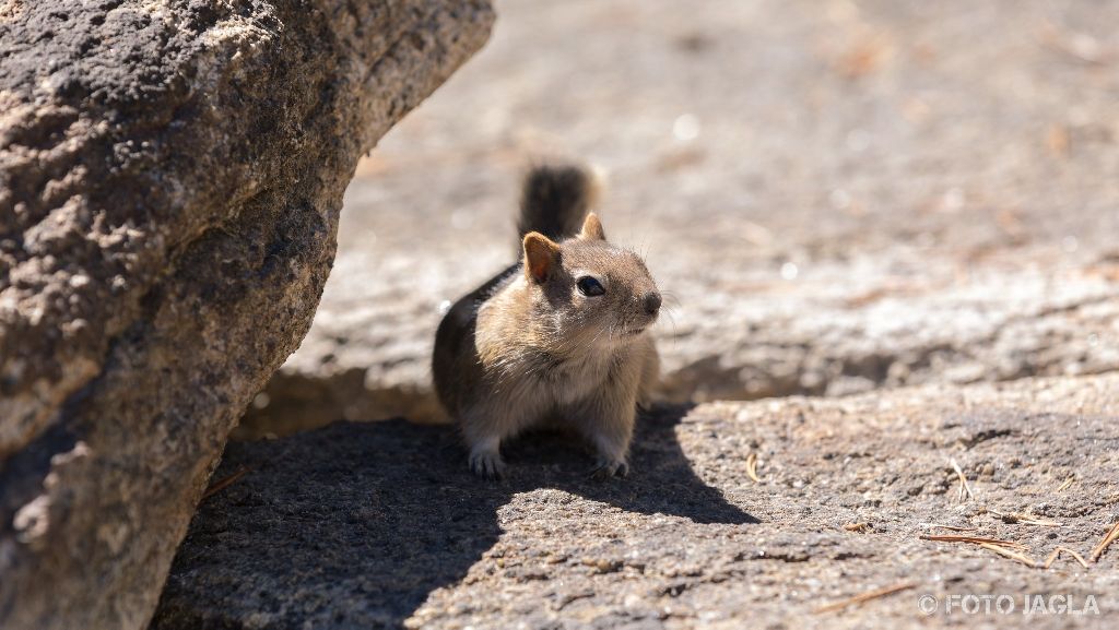 Kalifornien - September 2018
Streifenh�rnchen (Chipmunk) am Tenaya Lake
Yosemite National Park - Wawona