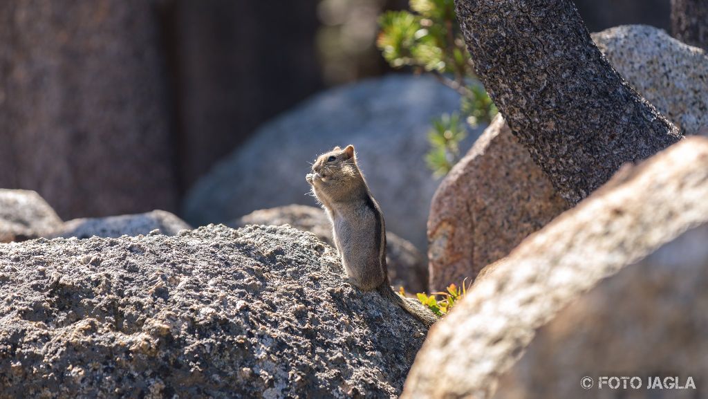 Kalifornien - September 2018
Streifenh�rnchen (Chipmunk) am Tenaya Lake
Yosemite National Park - Wawona