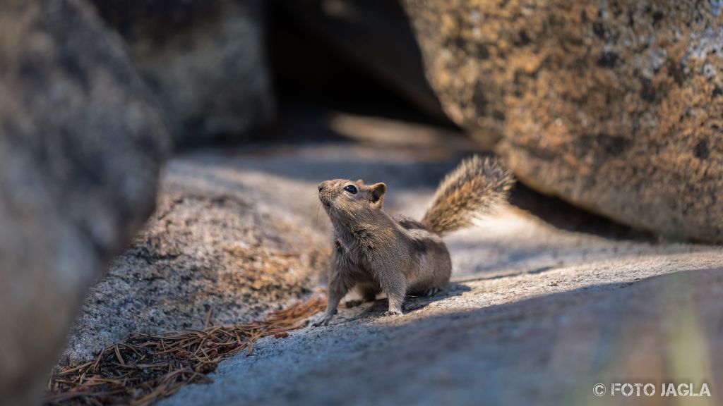Kalifornien - September 2018
Streifenh�rnchen (Chipmunk) am Tenaya Lake
Yosemite National Park - Wawona