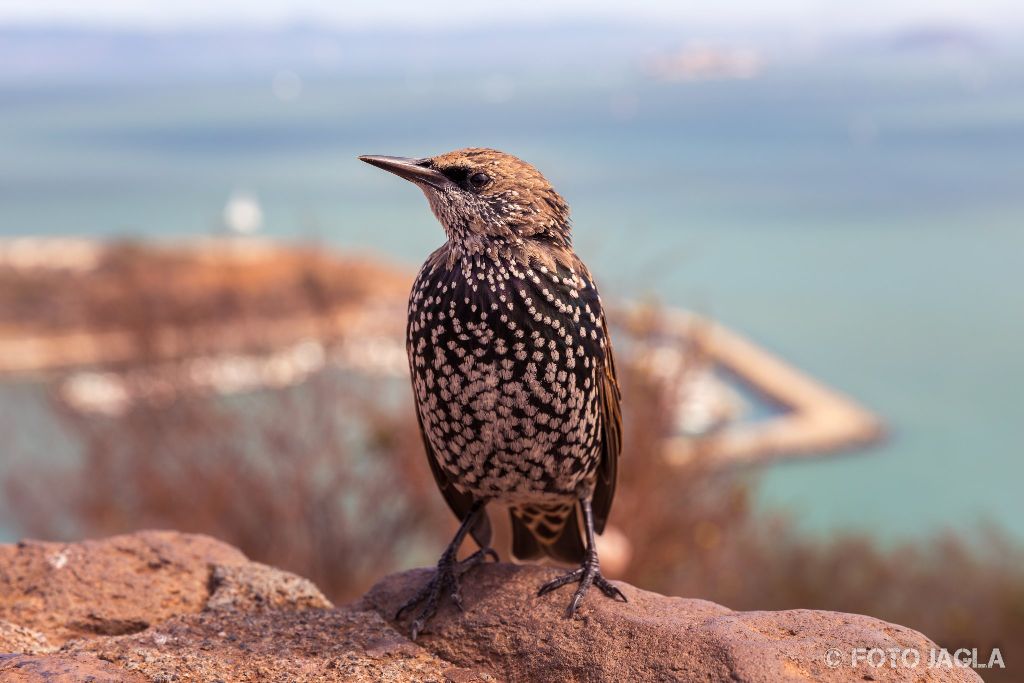 Kalifornien - September 2018
Ein kleiner Vogel
San Francisco - Golden Gate Bridge Vista Point