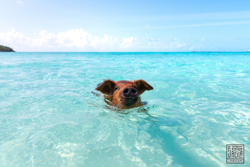 Exuma (Black Point), Bahamas
Schweine schwimmen im Wasser