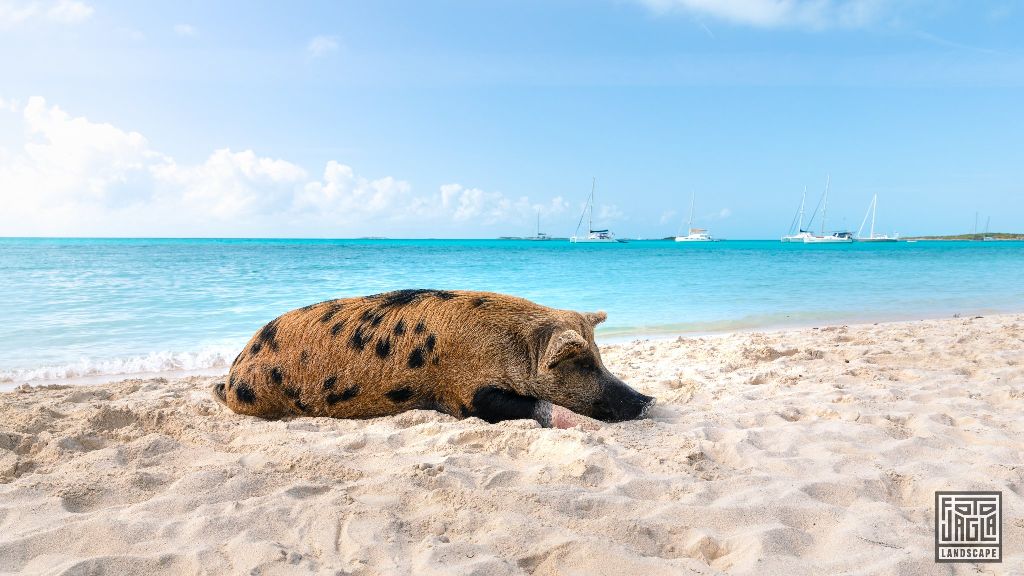 Exuma (Black Point), Bahamas
Schwimmende Schweine am Strand