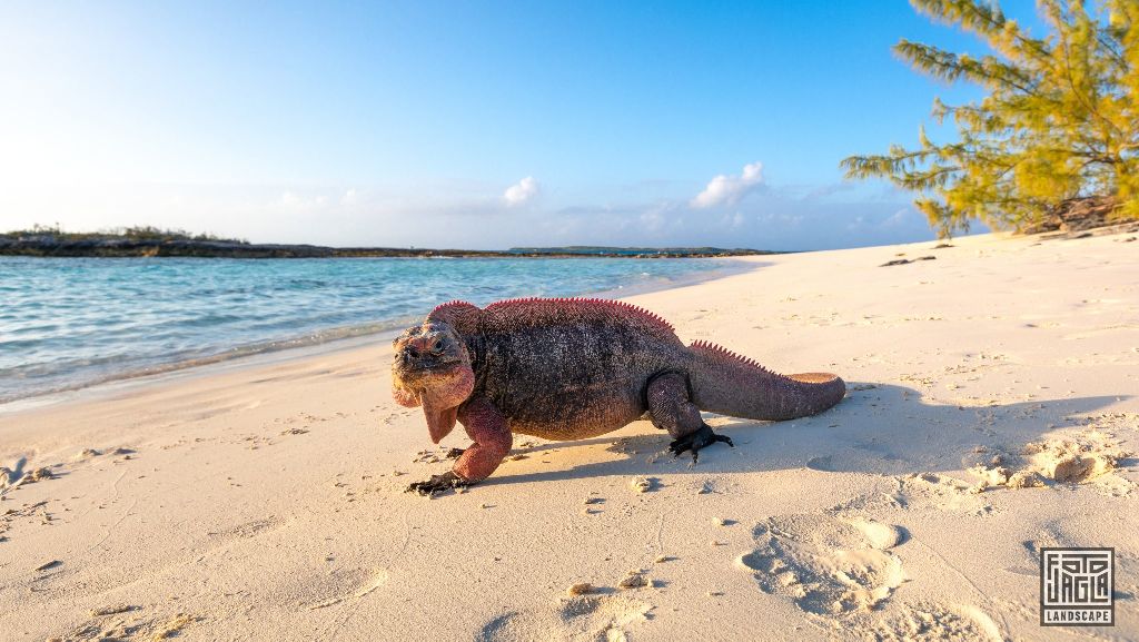Exuma, Bahamas
Riesige Leguane am Strand
Bahamas 