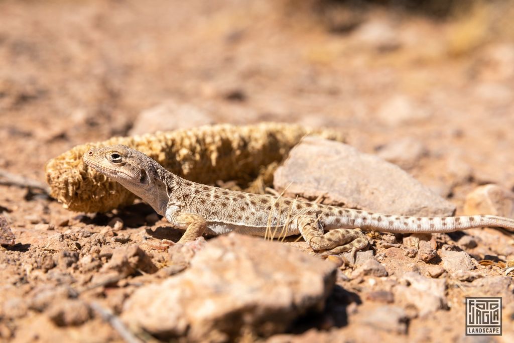 Las Vegas 2019
Eidechse bei den Seven Magic Mountains