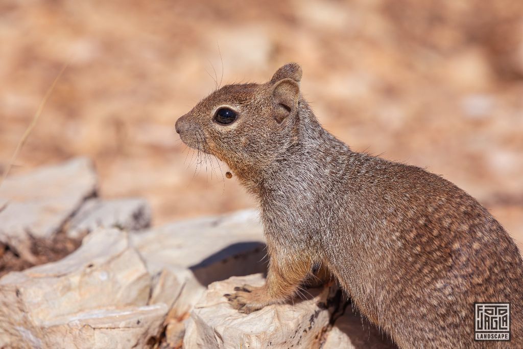Little squirrel at the Mohave Point in Grand Canyon Village
Arizona, USA 2019