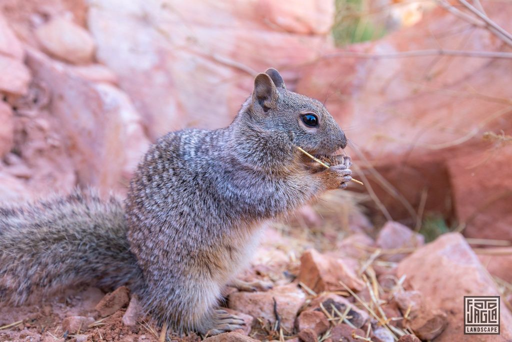 Squirrel at the South Kaibab Trailhead in Grand Canyon Village
Arizona, USA 2019