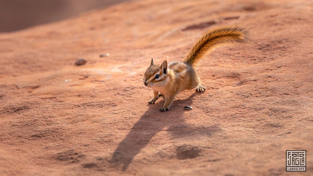 Chipmunk at Grand Viewpoint in Moab
Utah 2019