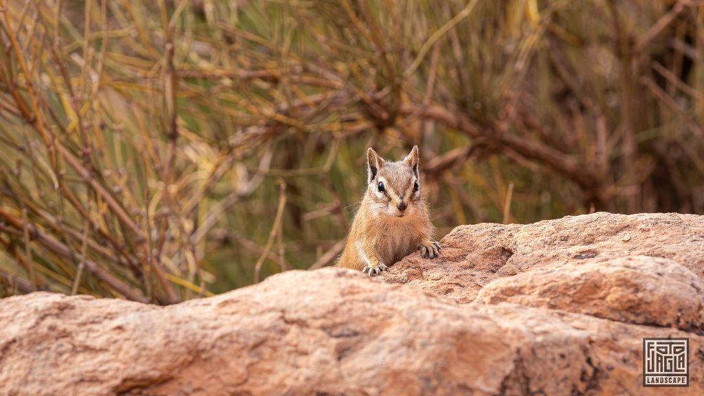 Little squirrel in Arches Nationalpark
Utah 2019