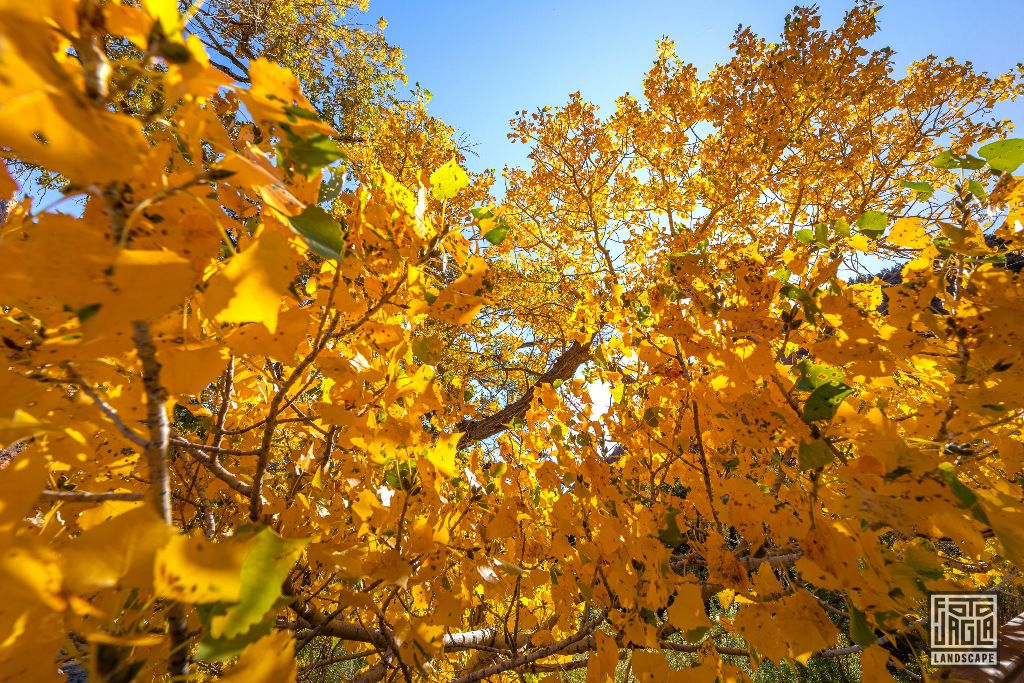 Fall near Canyon Junction Bridge in Zion National Park
Utah 2019