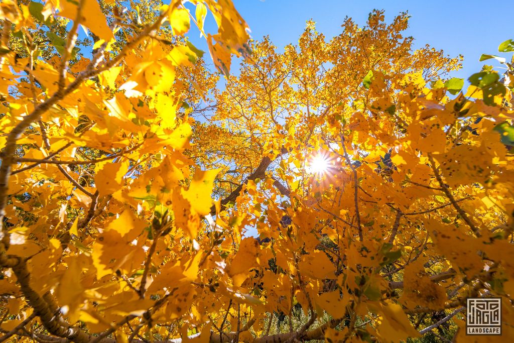 Fall near Canyon Junction Bridge in Zion National Park
Utah 2019