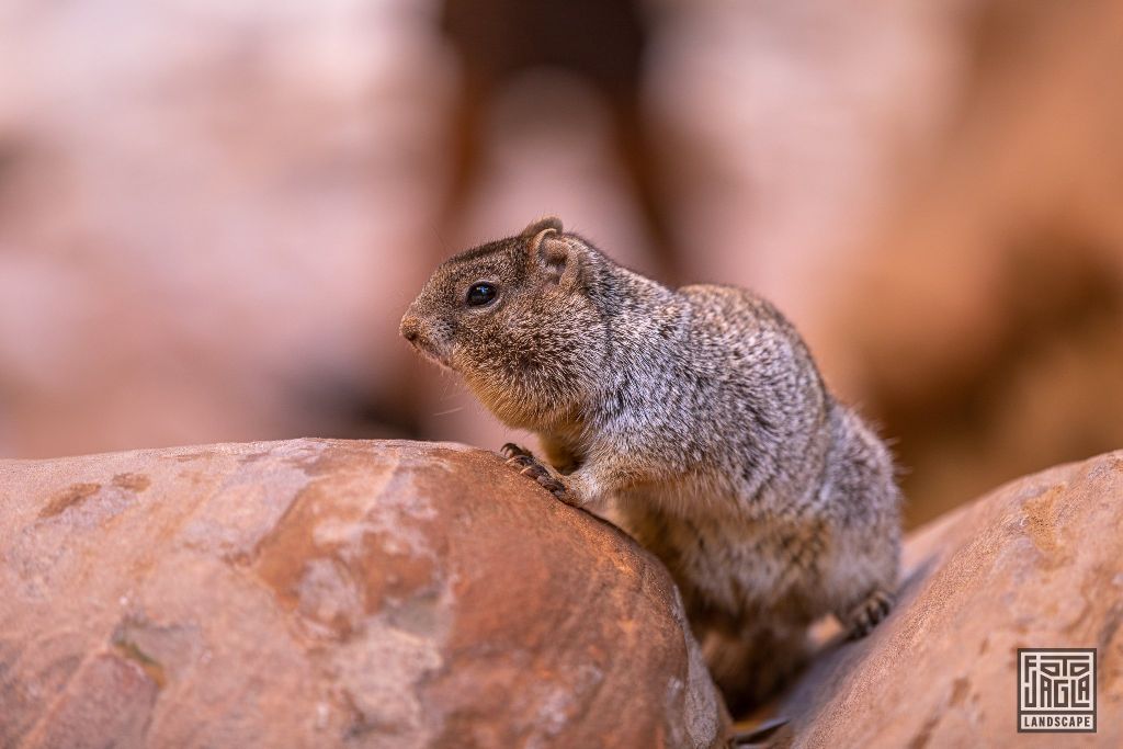 Squirrel at the Riverside Walk along the Virgin River in Zion National Park
Utah 2019