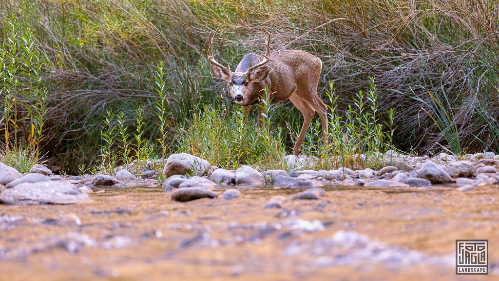 Deer at the Riverside Walk along the Virgin River in Zion National Park
Utah 2019