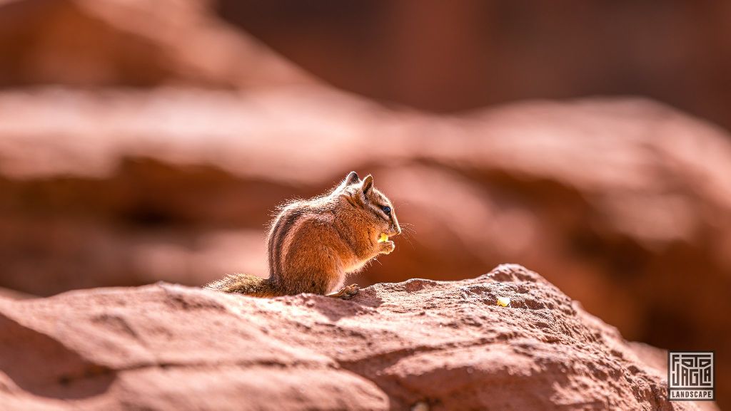 Squirrel at the Canyon Overlook Trail in Zion National Park
Utah 2019