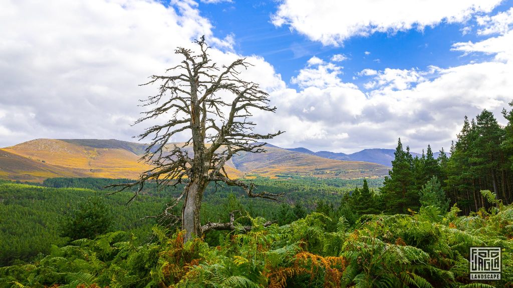 Cairngorms National Park
Wanderung zum An Lochan Uaine
Schottland - September 2020