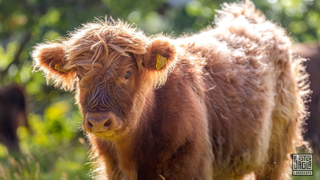 Schottisches Hochlandrind (Kyloe) - Kleines Kalb
Scottish Highland Cattle - Little calf
Schottland - September 2020