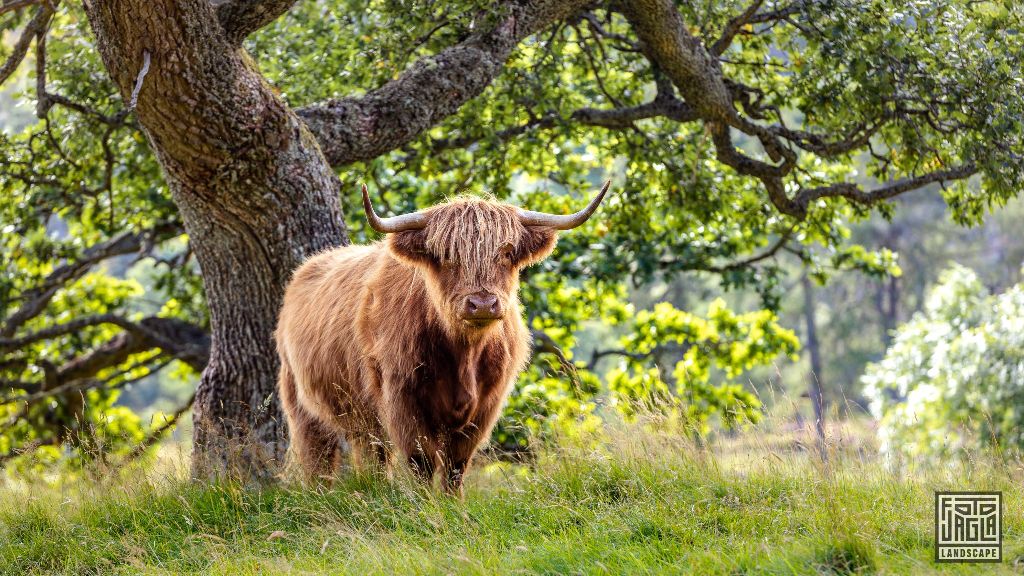 Schottisches Hochlandrind (Kyloe) mit langen H�rnern
Scottish Highland Cattle with long horns
Schottland - September 2020