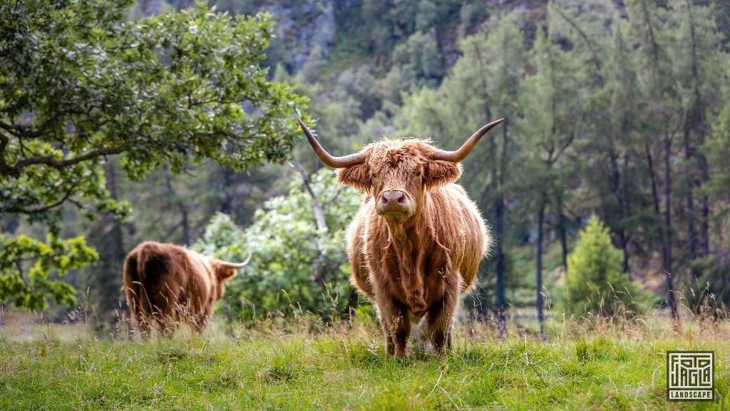Schottisches Hochlandrind (Kyloe) mit langen H�rnern
Scottish Highland Cattle with long horns
Schottland - September 2020
