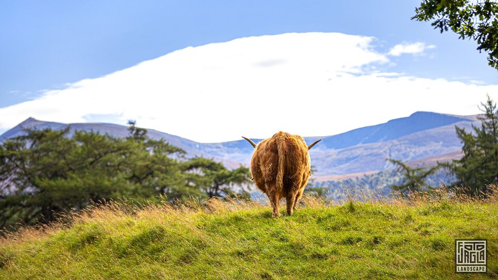 Schottisches Hochlandrind (Kyloe) mit langen H�rnern
Scottish Highland Cattle with long horns
Schottland - September 2020