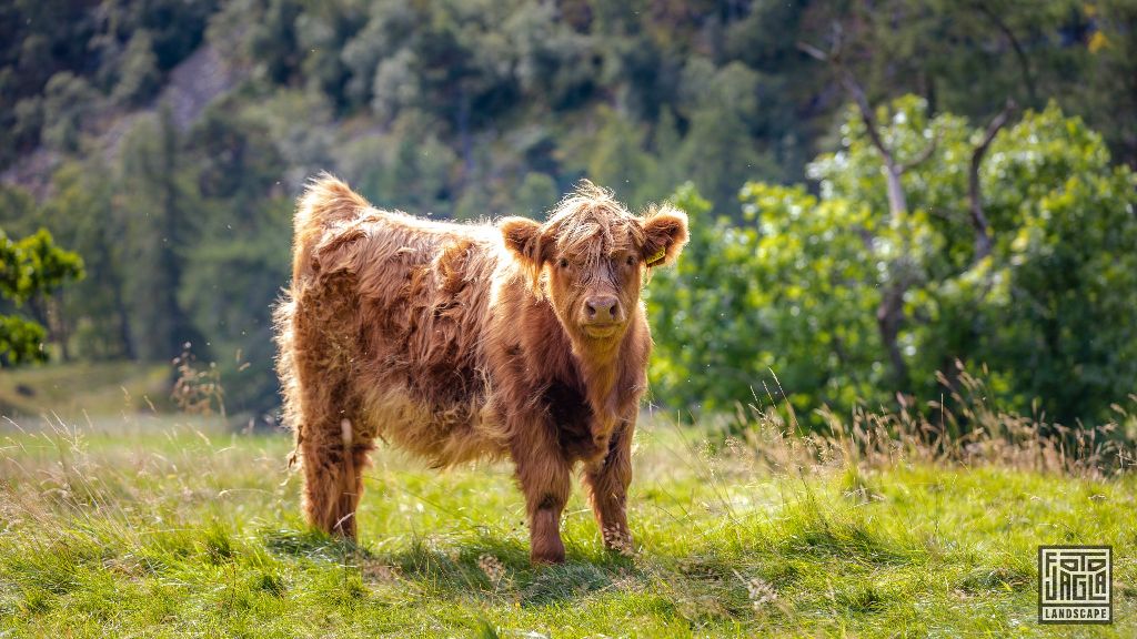 Schottisches Hochlandrind (Kyloe) - Kleines Kalb
Scottish Highland Cattle - Little calf
Schottland - September 2020