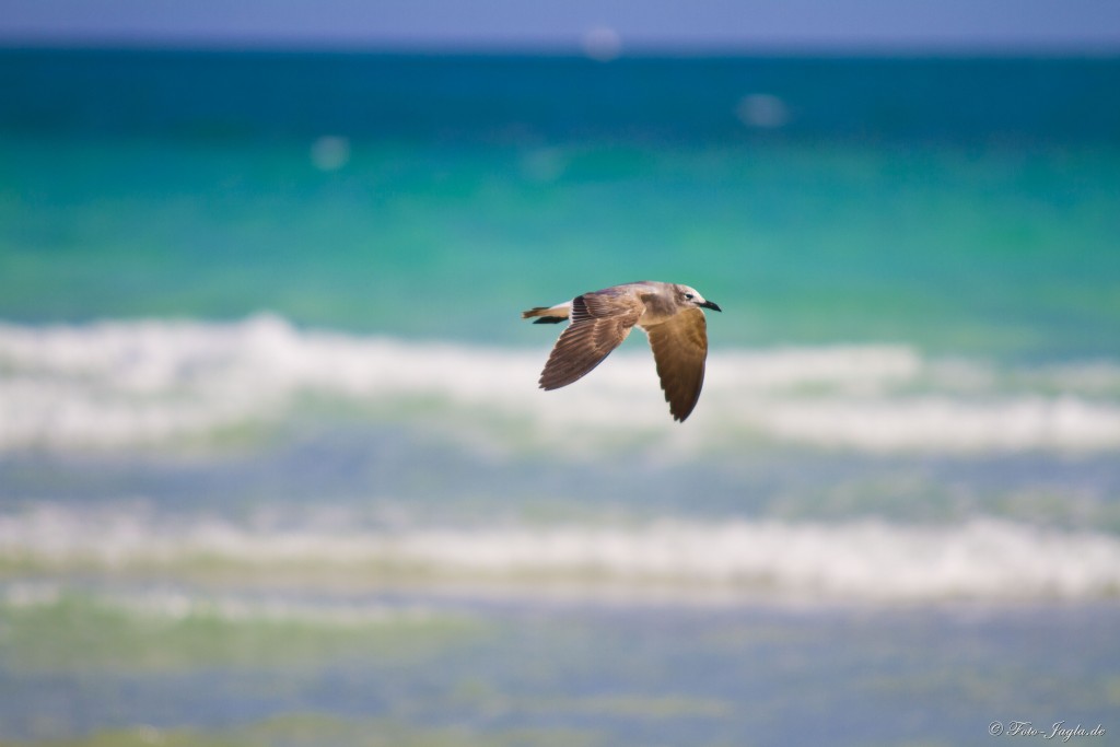 70000 Tons of Metal 2012 ::. Miami, Florida ::. South Beach