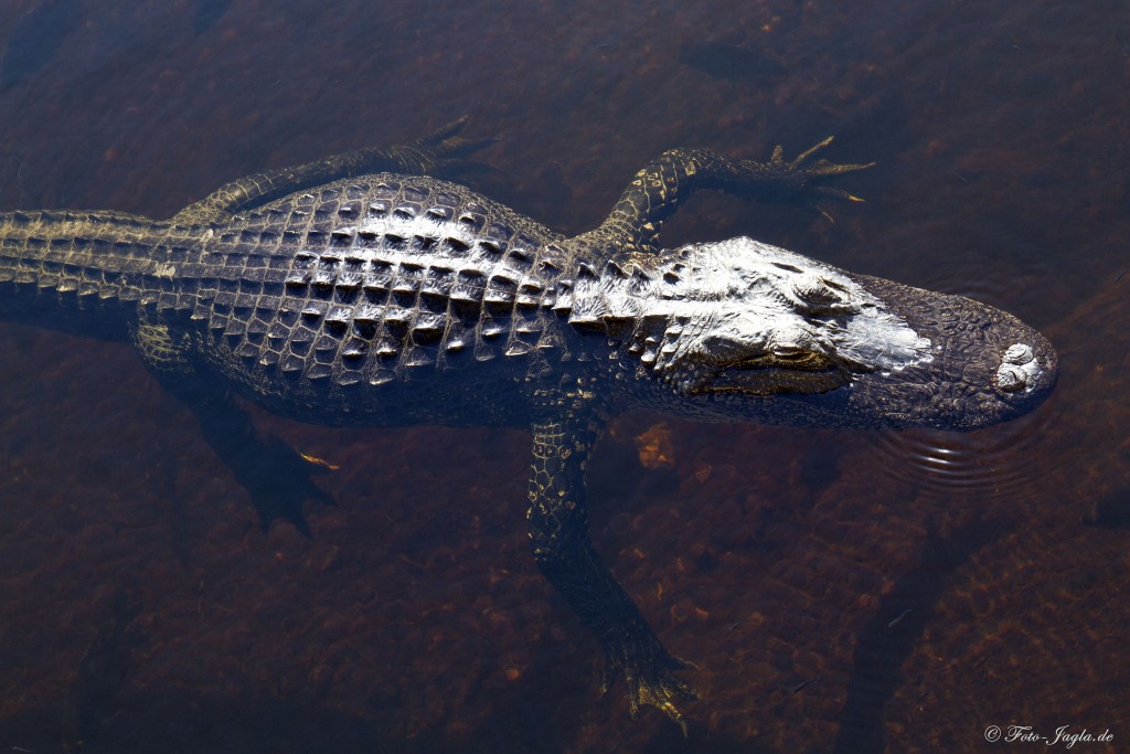 70000 Tons of Metal 2012 ::. Miami, Florida ::. Everglades