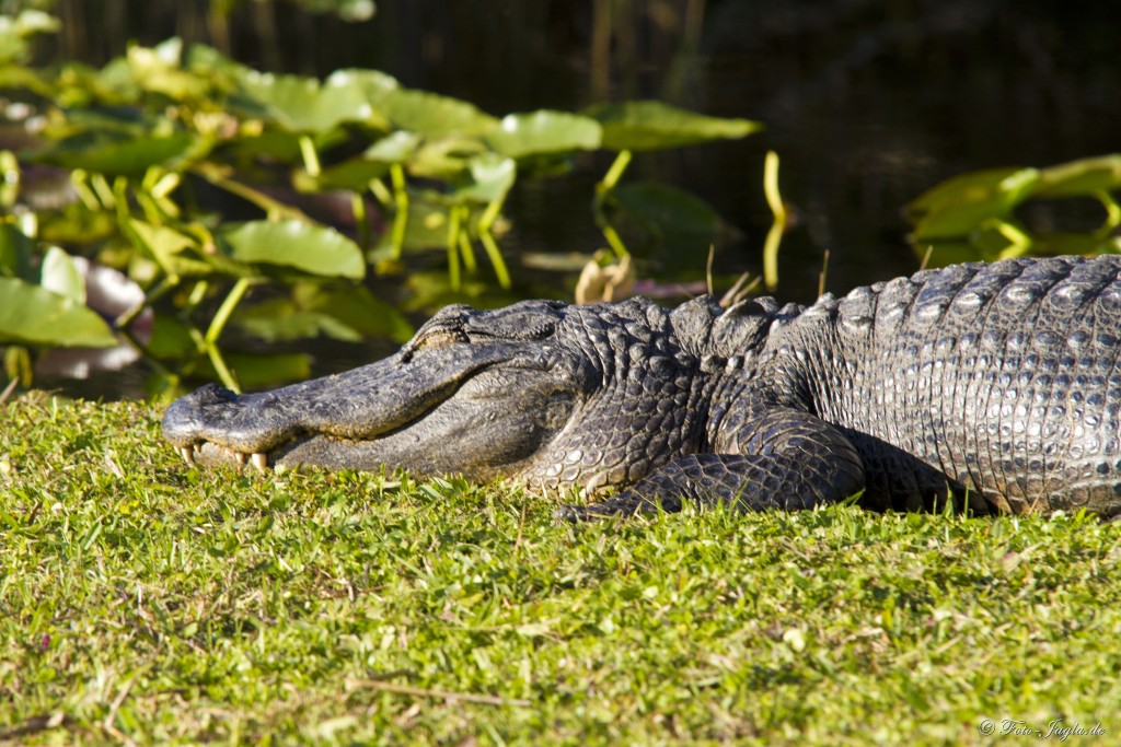 70000 Tons of Metal 2012 ::. Miami, Florida ::. Everglades