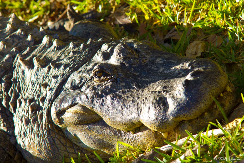 70000 Tons of Metal 2012 ::. Miami, Florida ::. Everglades